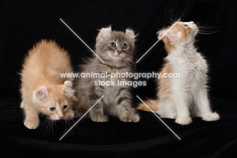 three American Curl kittens