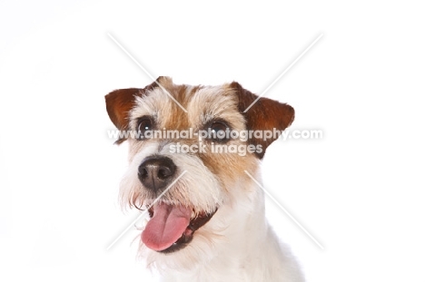 Jack Russell terrier looking happy