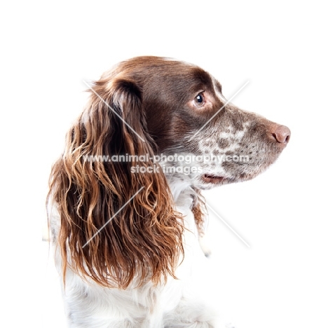 Profile of an English Springer Spaniel.