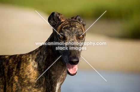 brindle Greyhound