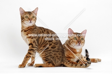 two Bengals, one lying, one sitting