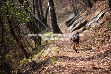 black and tan dog walking on a path in a forest