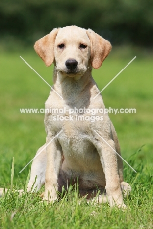 Labrador Retriever puppy sitting on grass