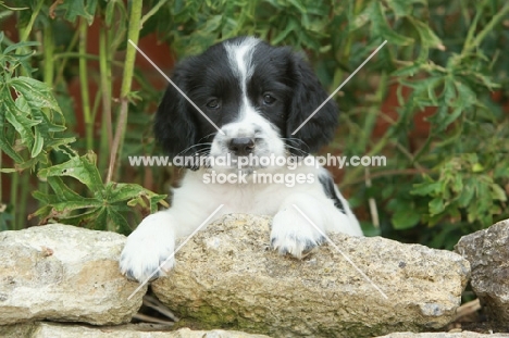 black and white English Springer Spaniel puppy