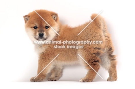 cute Shiba Inu puppy