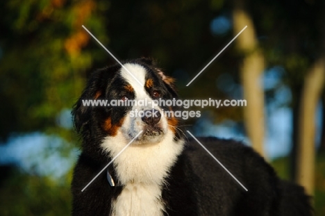 young Bernese Mountain Dog