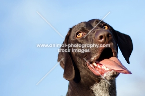 German Shorthaired Pointer against blue sky