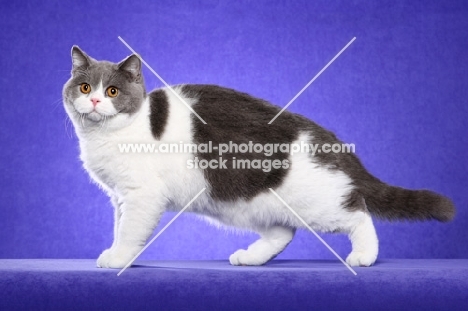 British Shorthair side view on purple background