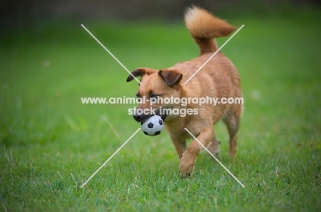 small mongrel dog walking in the tall grass holding a ball in her mouth