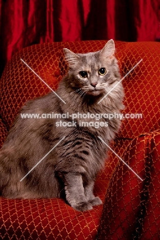 Household cat, sitting on red chair