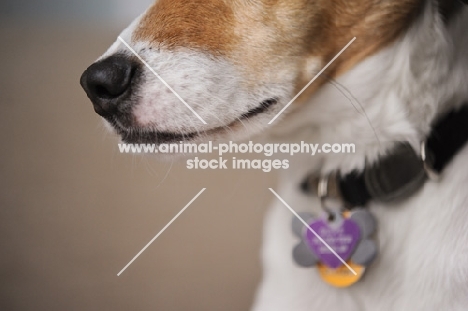 Beagle Mix nose and muzzle, close up.