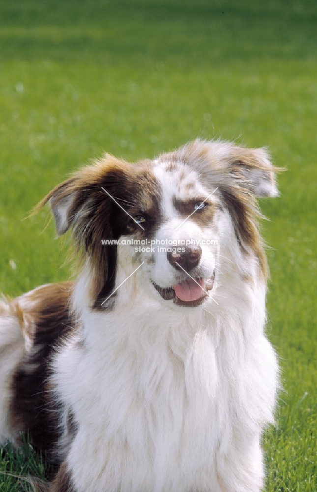 Australian shepherd bitch