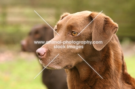 Labrador Retriever portrait