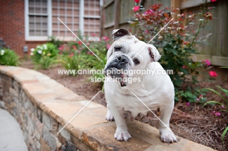 english bulldog standing on ledge