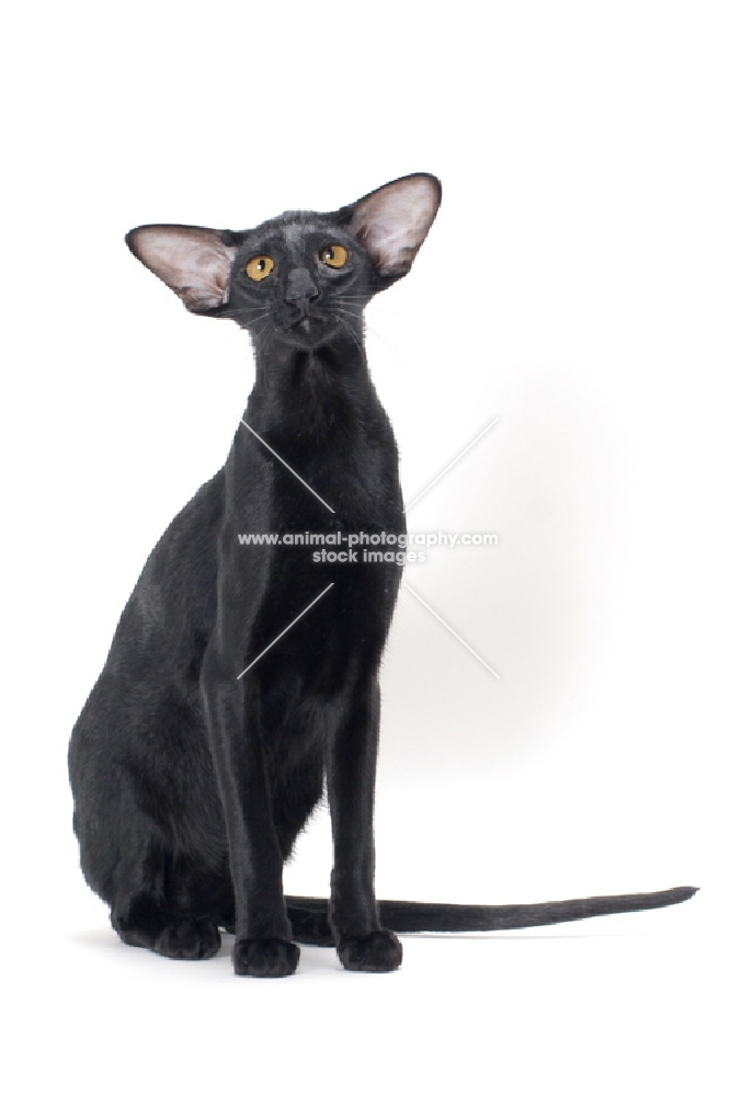 black Oriental Shorthair, looking towards camera