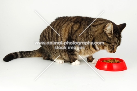 tabby and white cat looking at red bowl