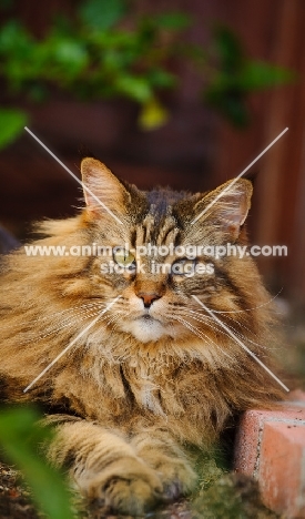 Maine Coon