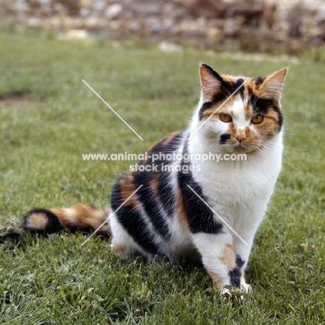 tortoiseshell and white non pedigree cat