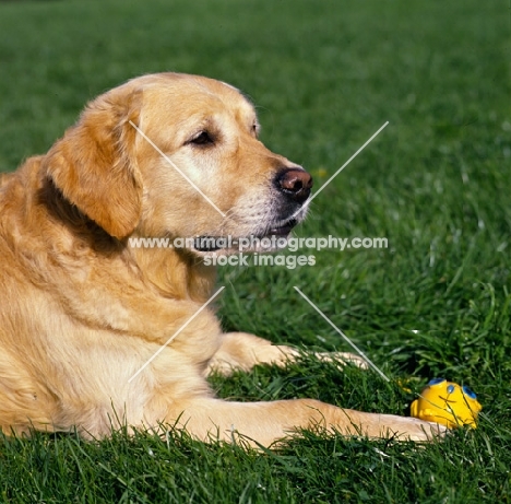 sh ch westley jacob, golden retriever lying on grass with toy