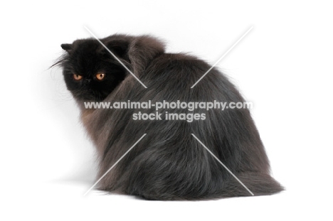 female black Persian, back view