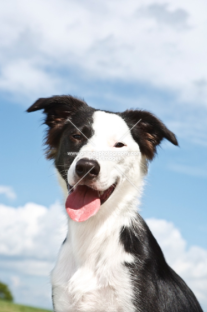 black and white Border Collie