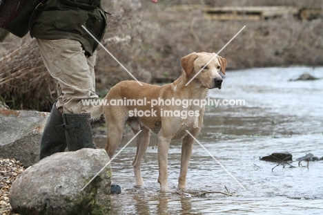 yellow Labrador Retriever standing on water