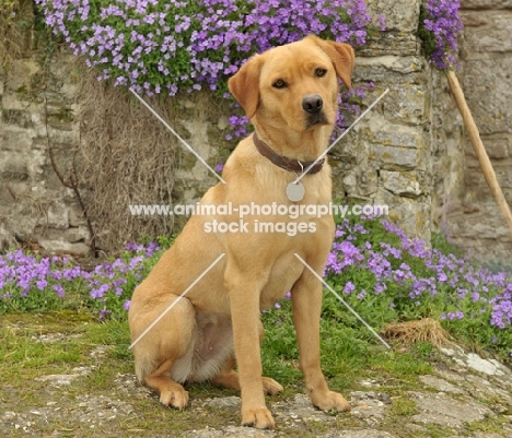 yellow Labrador sitting near flowers