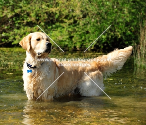 Golden Retriever standing in water