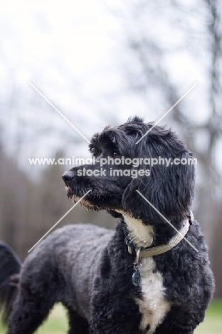 Wheaten Terrier Cross