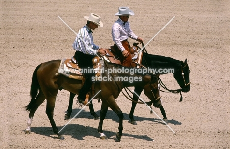 two quarter horses leaving ring at tampa show