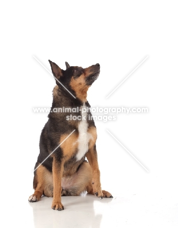 mongrel on white background