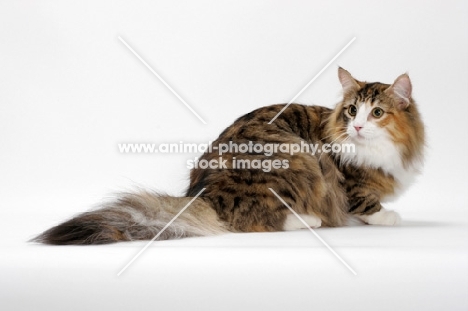 Brown Mackerel Torbie & White Norwegian Forest Cat, crouching down