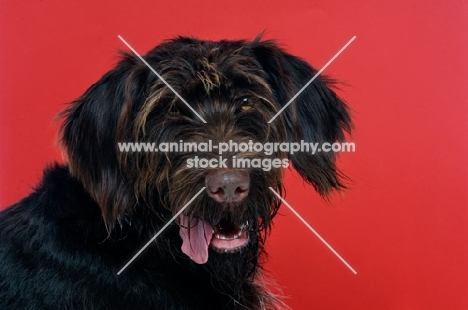 German Wirehaired Pointer isolated on a red background