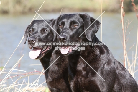 two black labradors