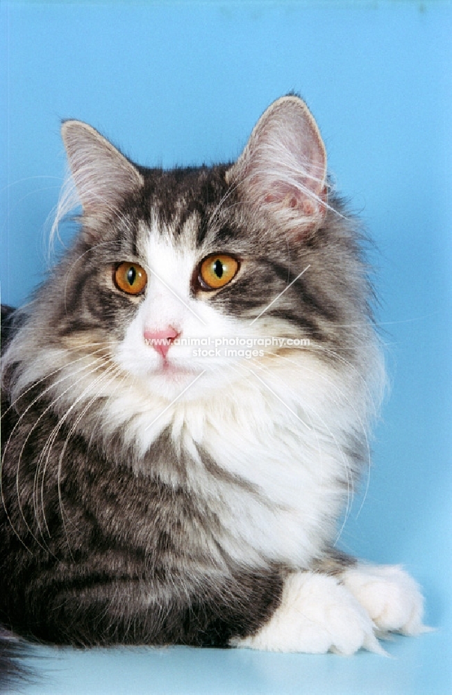 silver tabby and white Norwegian Forest cat