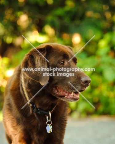 chocolate Labrador 