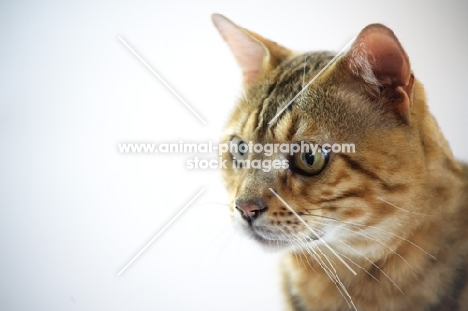 close-up of a bengal's head, champion Mainstreet Full Throttle of Guru