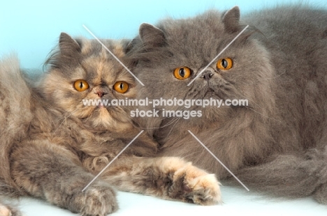 blue cream and blue persian cat