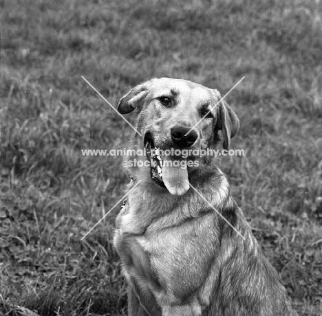 golden retriever working type looking at camera