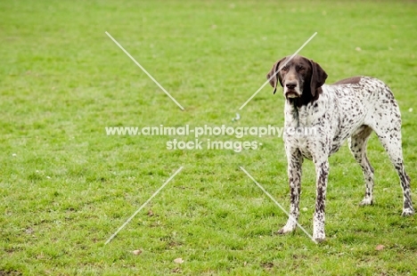 German Shorthaired Pointer (GSP) standing on grass