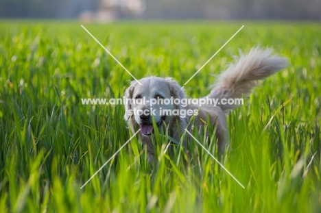 Golden Retriever walking in the tall grass