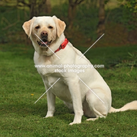 Labrador Retriever