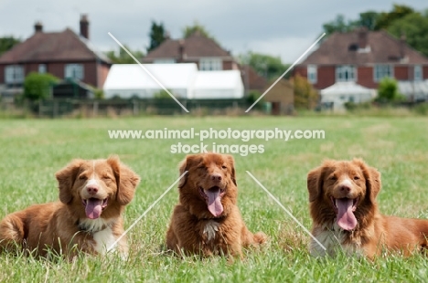 three Nova Scotia Duck Tolling Retrievers