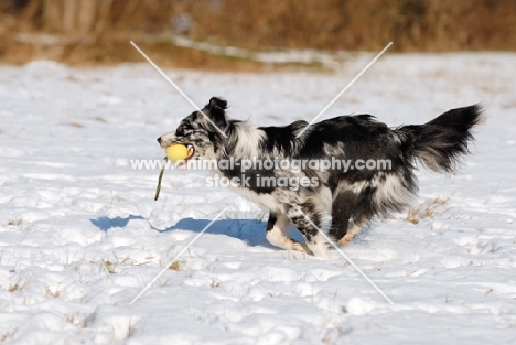 Australian Shepherd with ball on rope