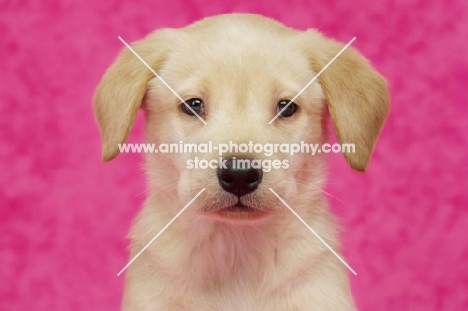 Golden Labrador Puppy on a pink background