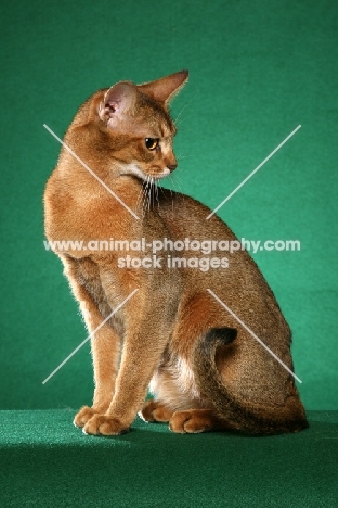 Abyssinian looking aside