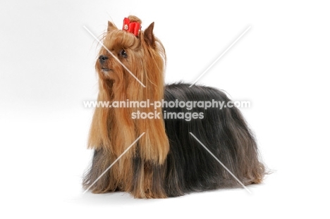 Australian Grand Champion Yorkshire Terrier