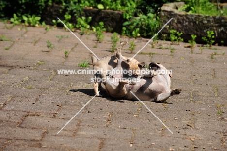 Retro Mops, pug cross with Jack Russell Terrier to improve nose length