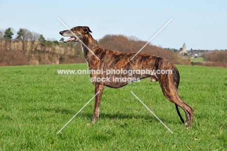 brindle Greyhound, side view