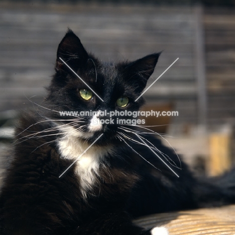 black cat with white markings